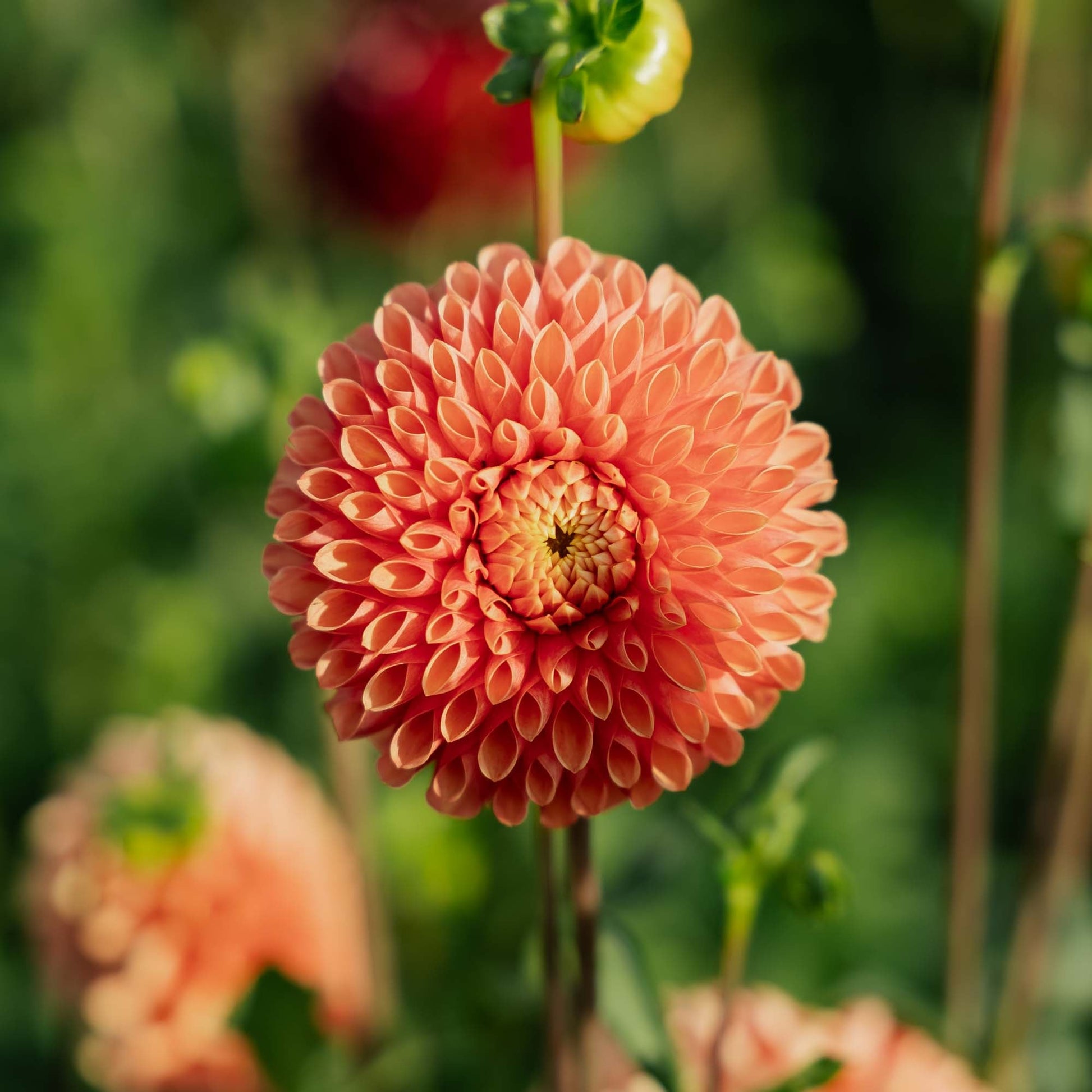 Dahlia 'Jowey Linda'