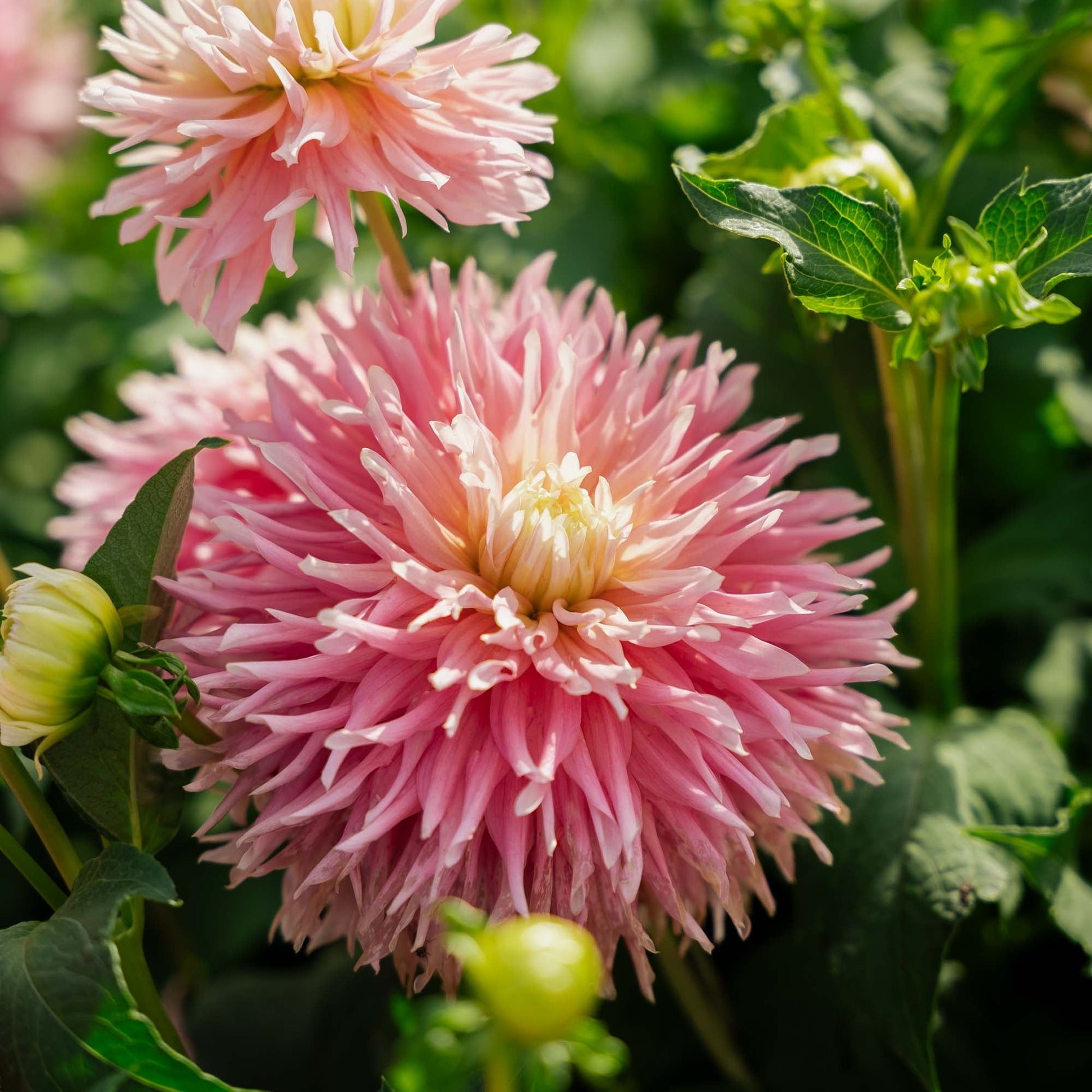 Dahlia 'Just Married'