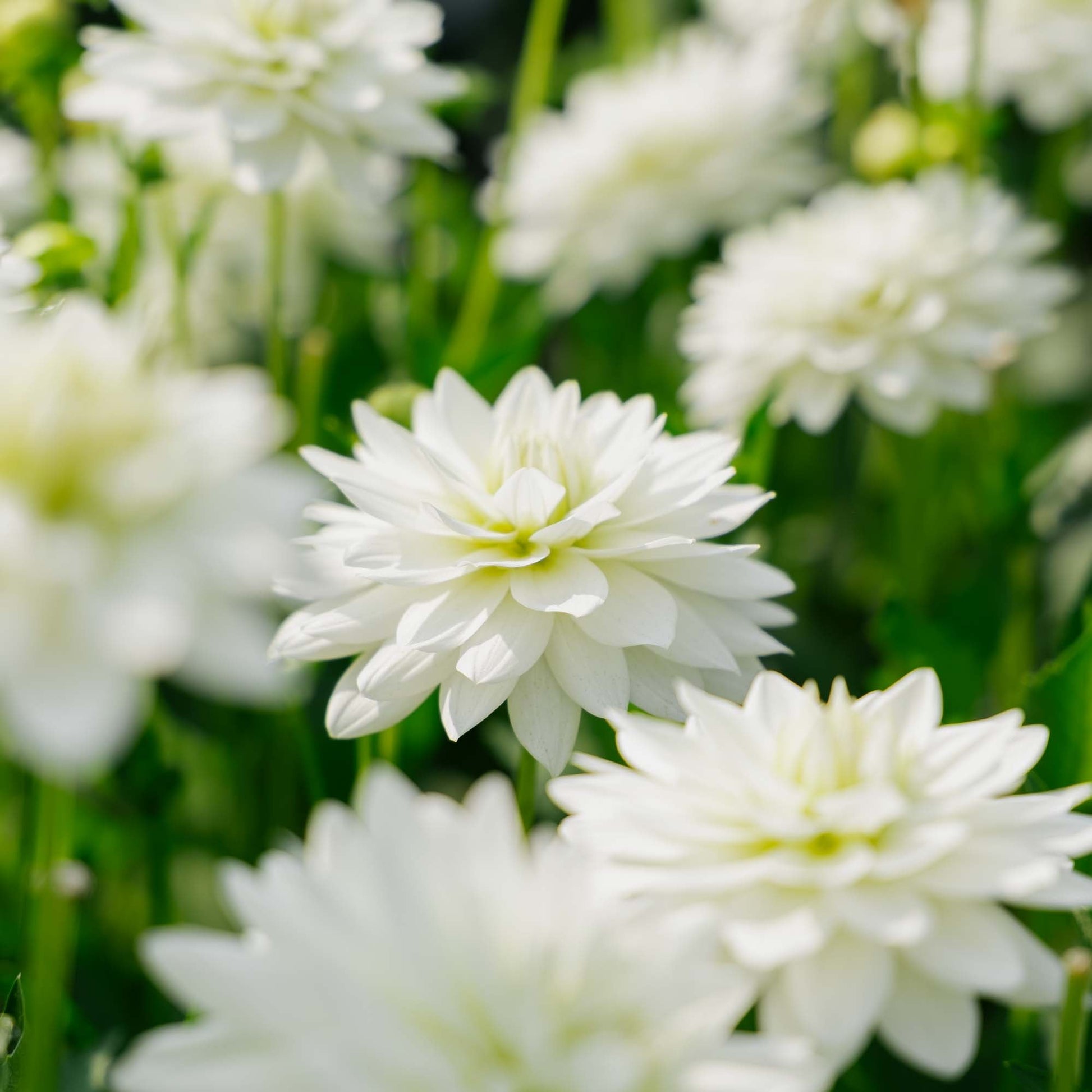 Dahlia 'Karma Maarten Zwaan'