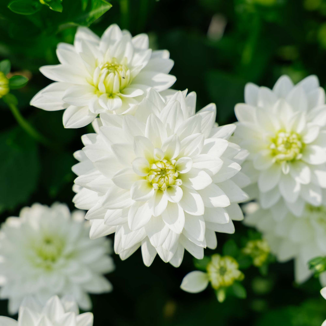 Dahlia 'Karma Maarten Zwaan'