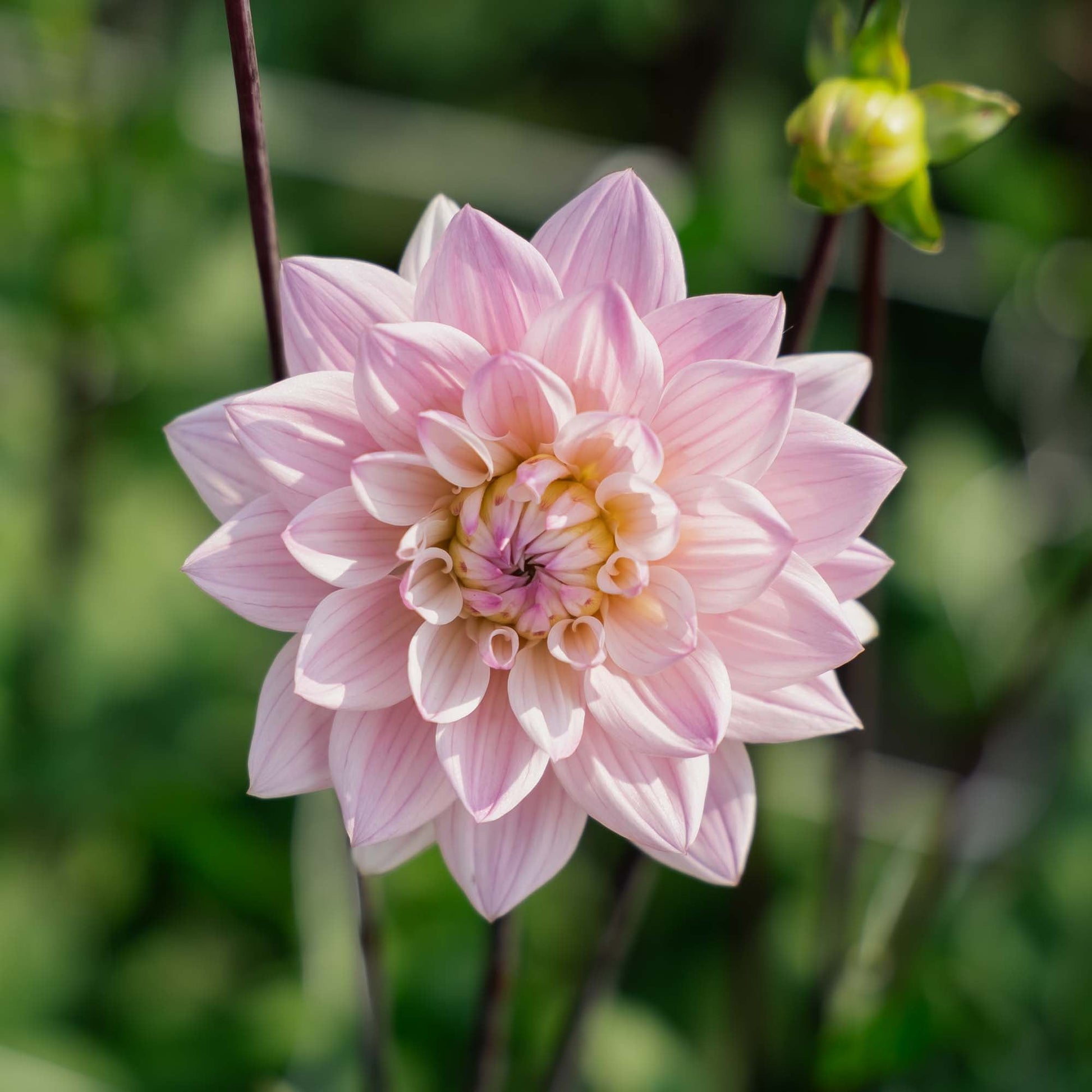 Dahlia 'Karma Prospero'