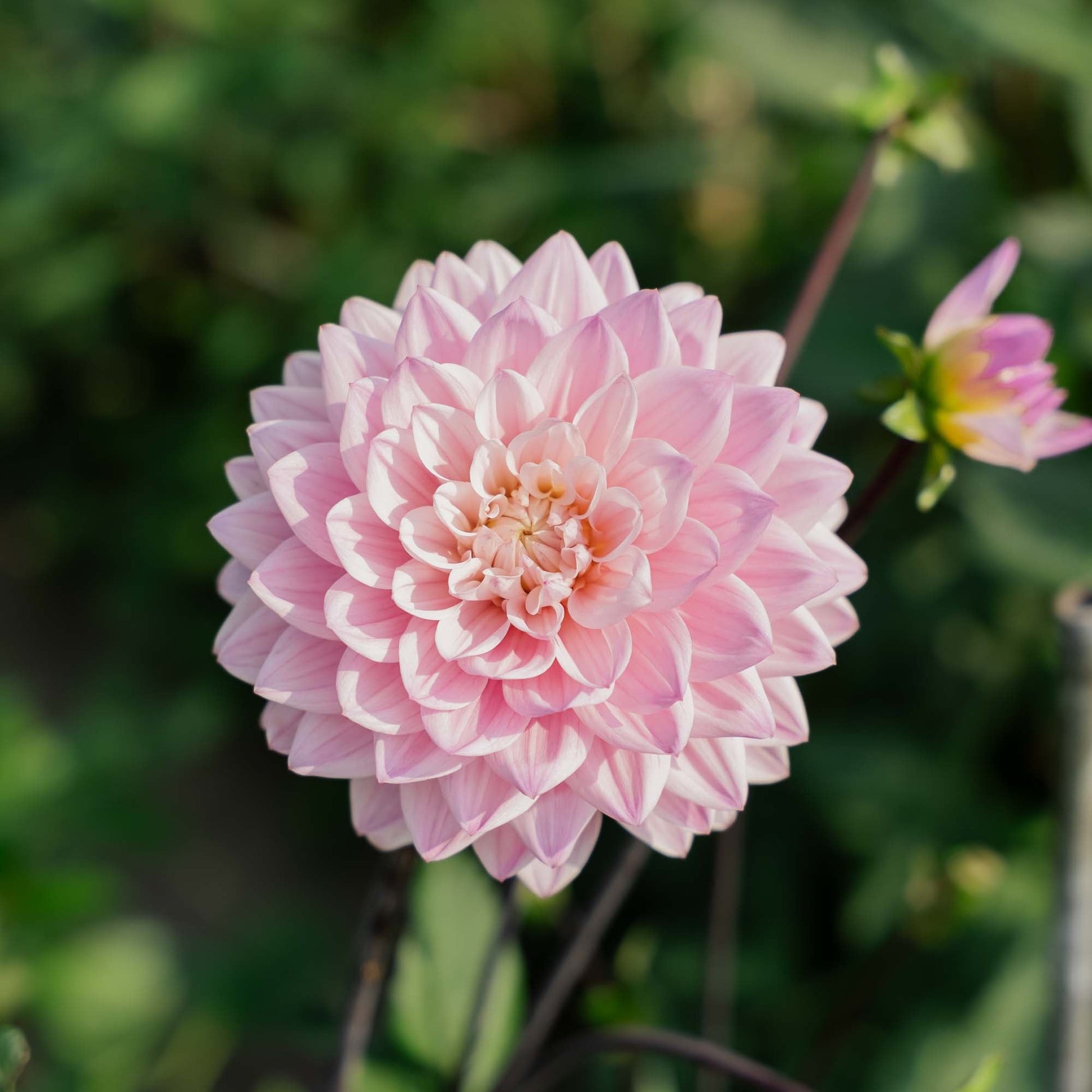 Dahlia 'Karma Prospero'