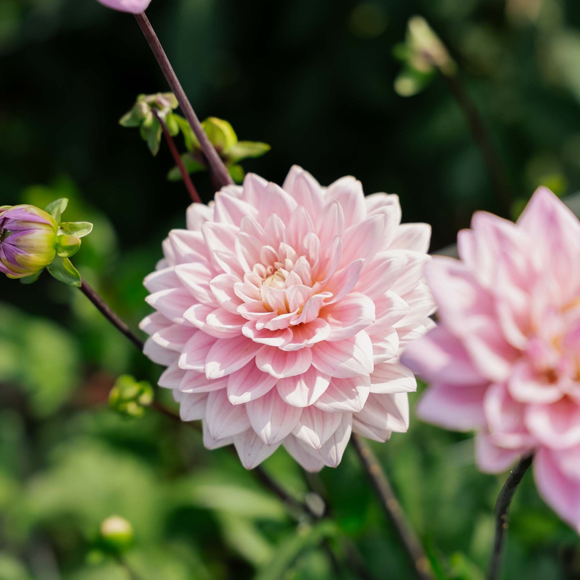 Dahlia 'Karma Prospero'