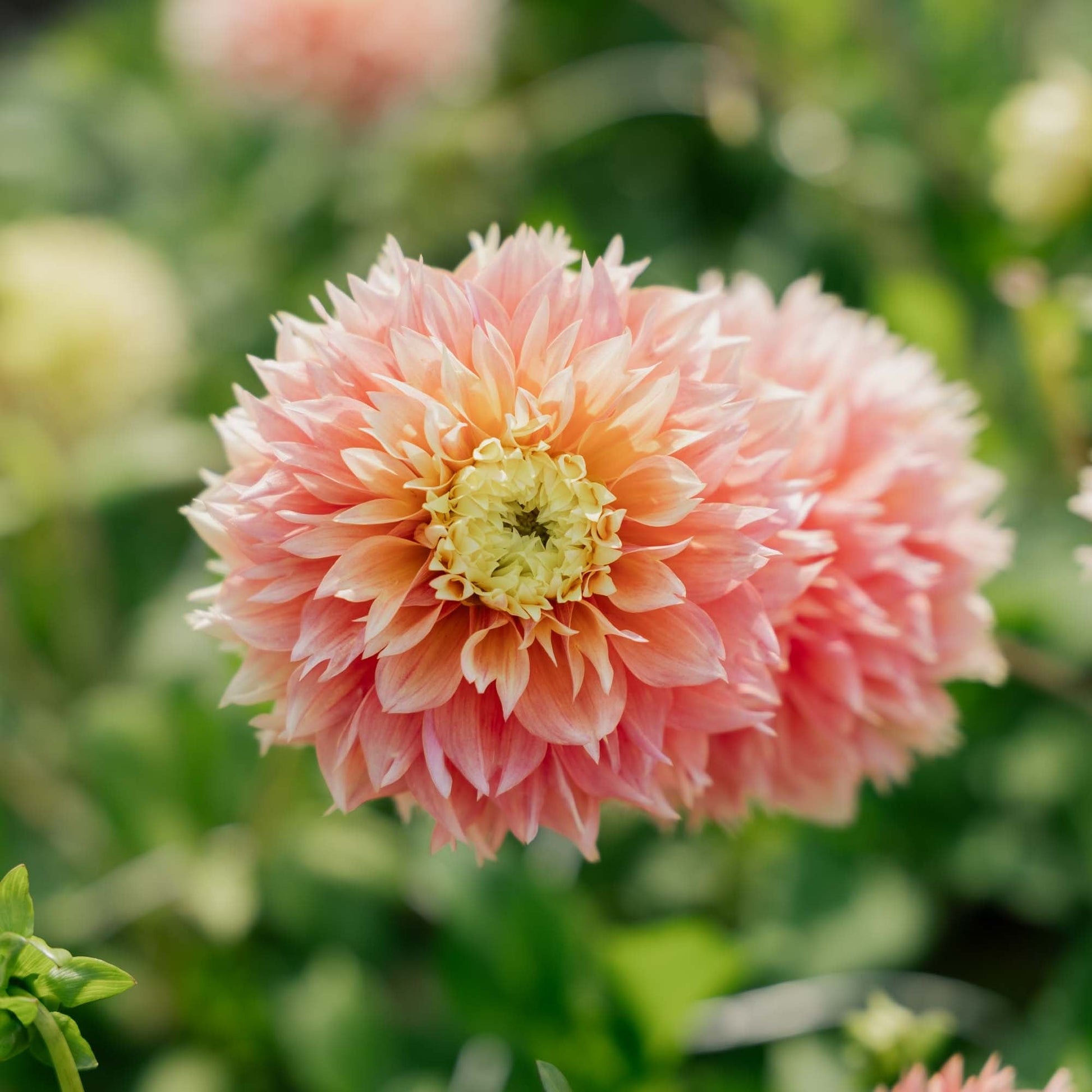 Dahlia 'Kogane Fubuki'