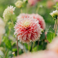 Dahlia 'Kogane Fubuki'