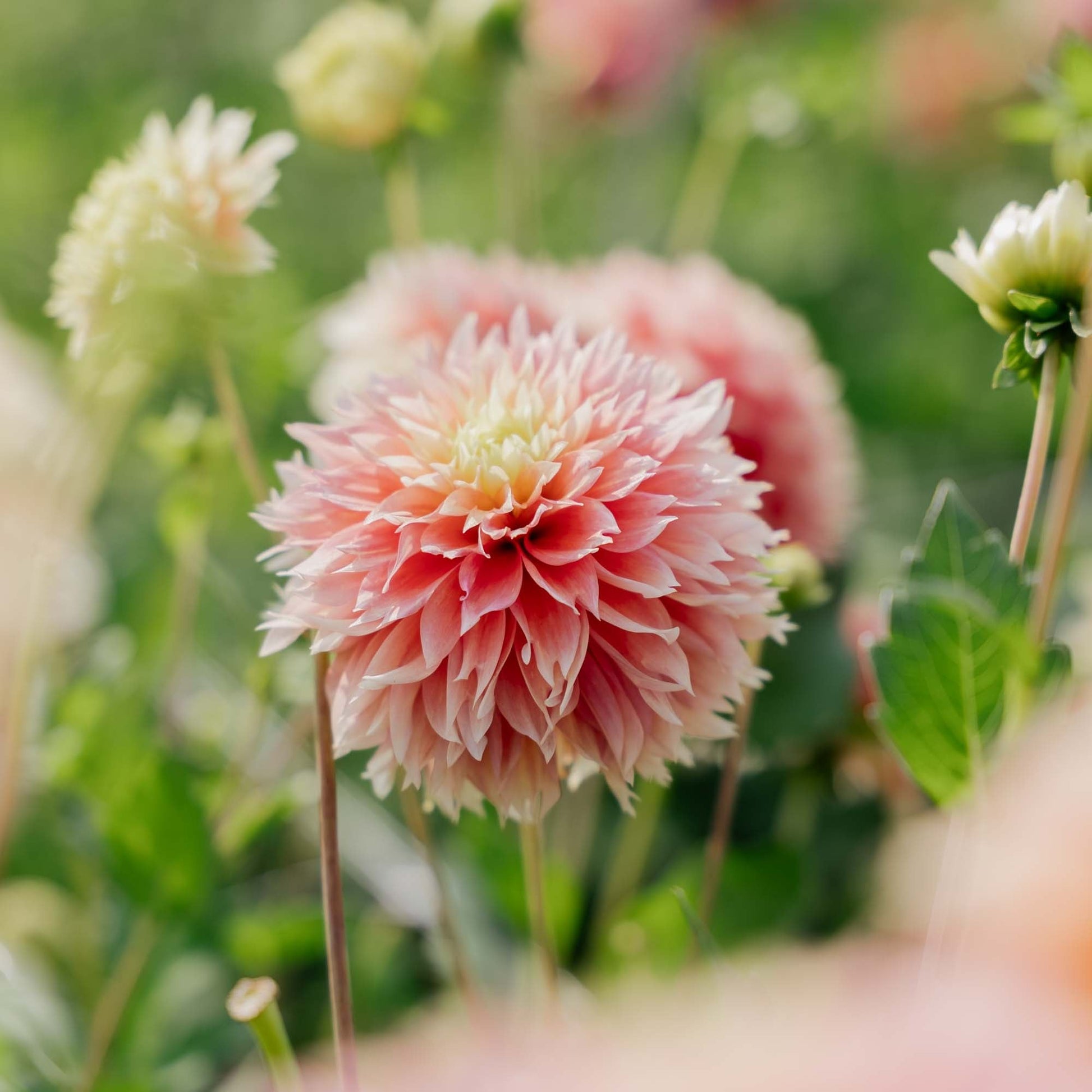 Dahlia 'Kogane Fubuki'