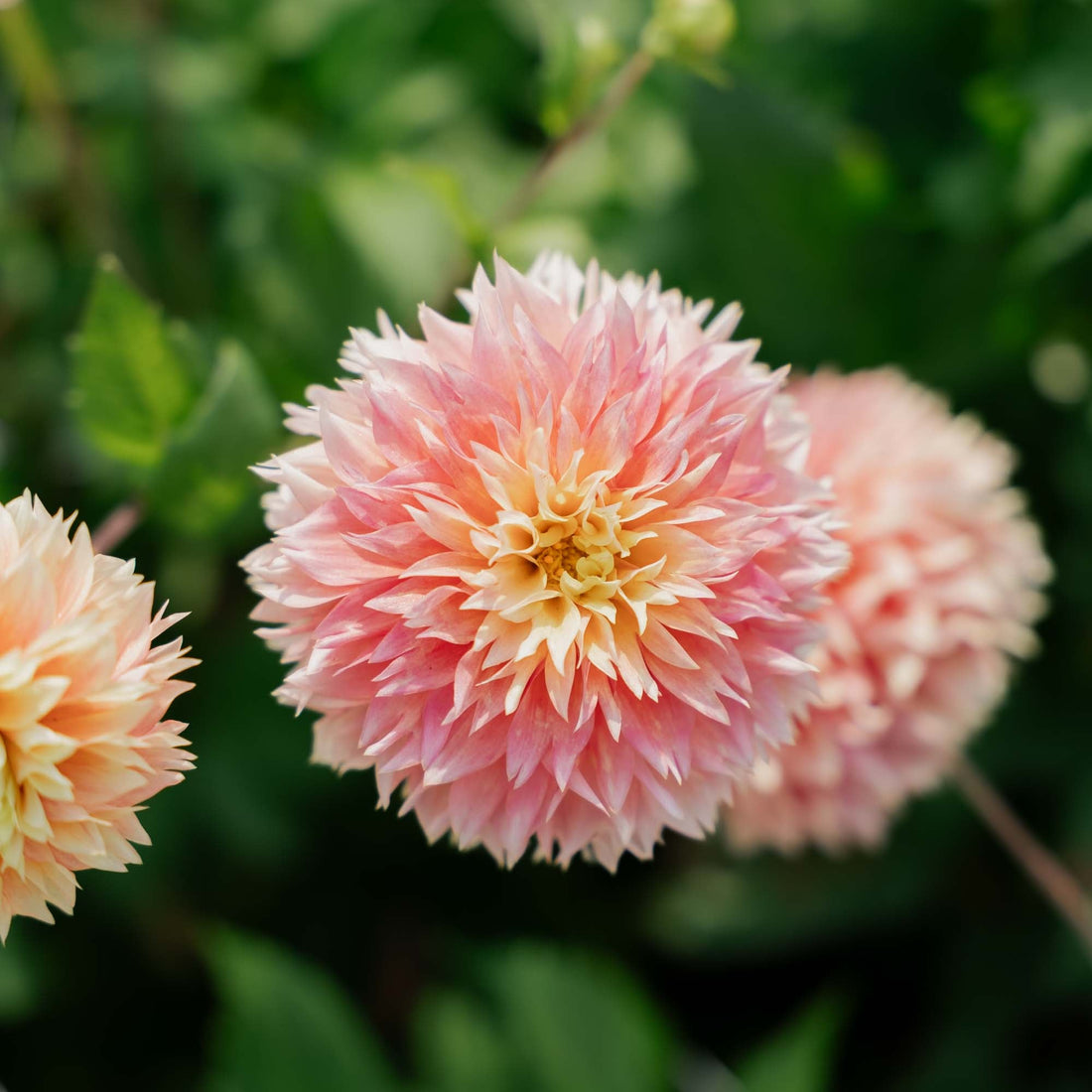 Dahlia 'Kogane Fubuki'