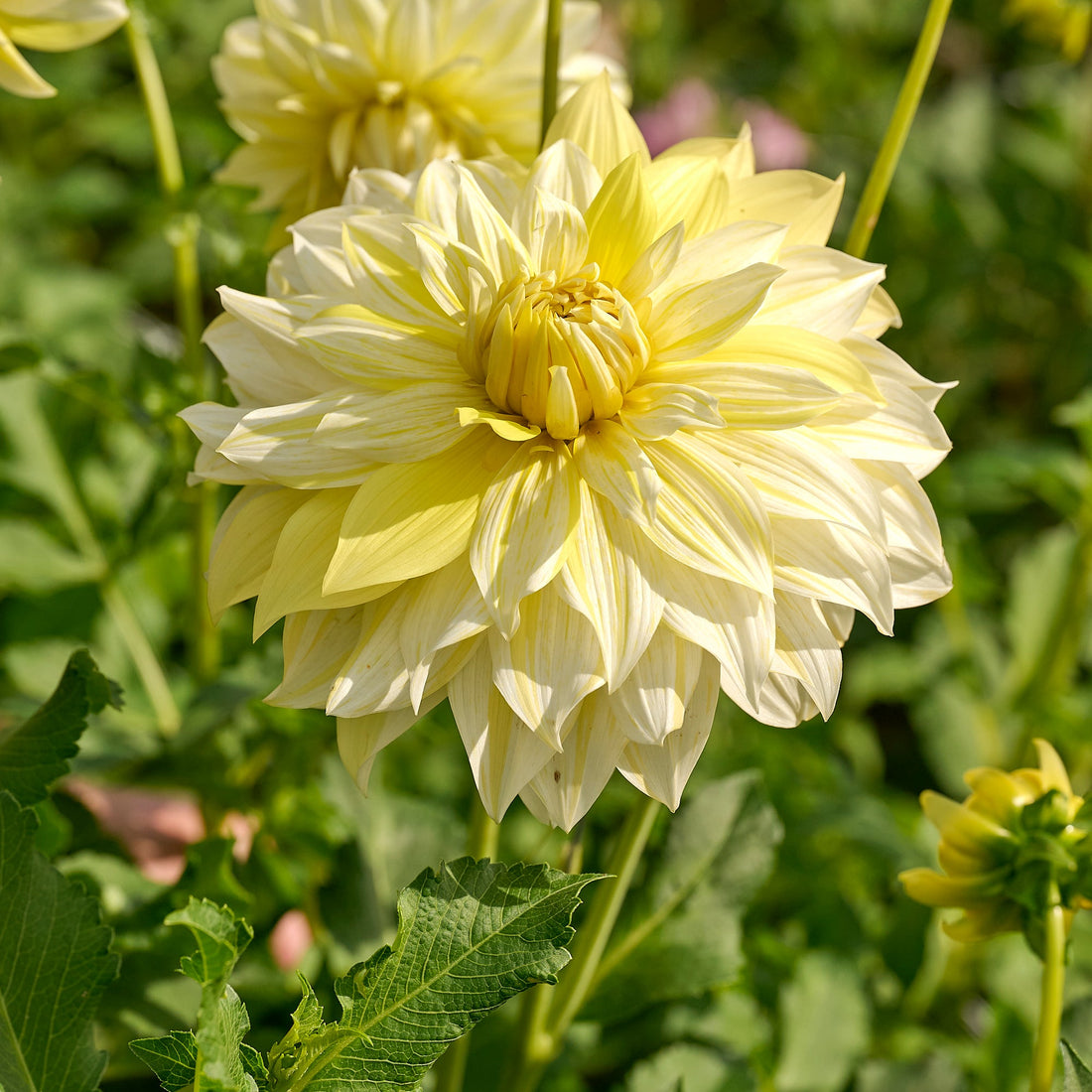 Dahlia 'La luna'