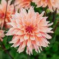 Dahlia 'Labyrinth'