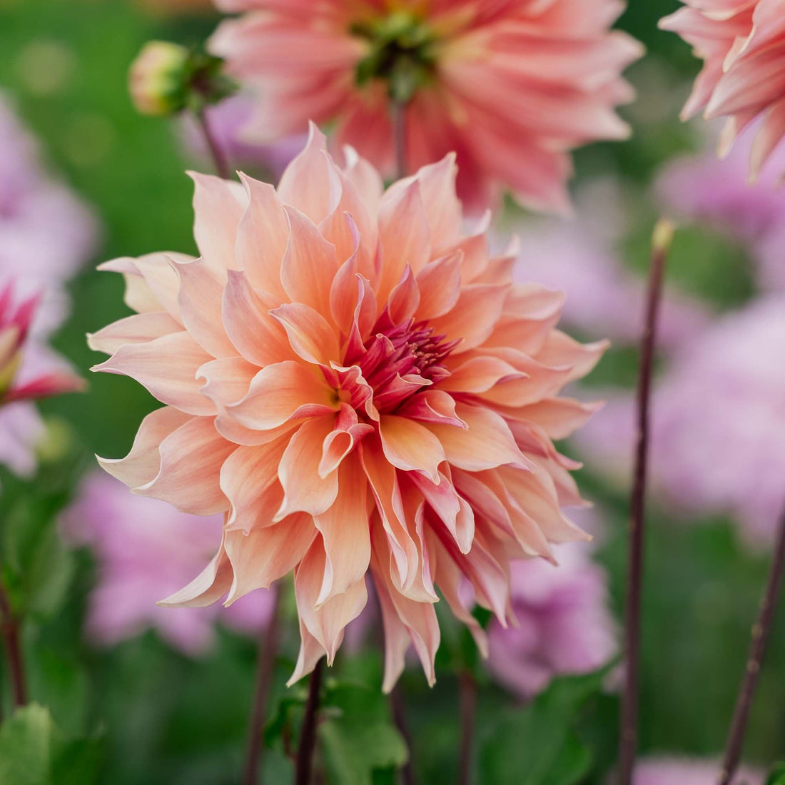 Dahlia 'Labyrinth'