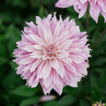 Dahlia 'Labyrinth Twotone'