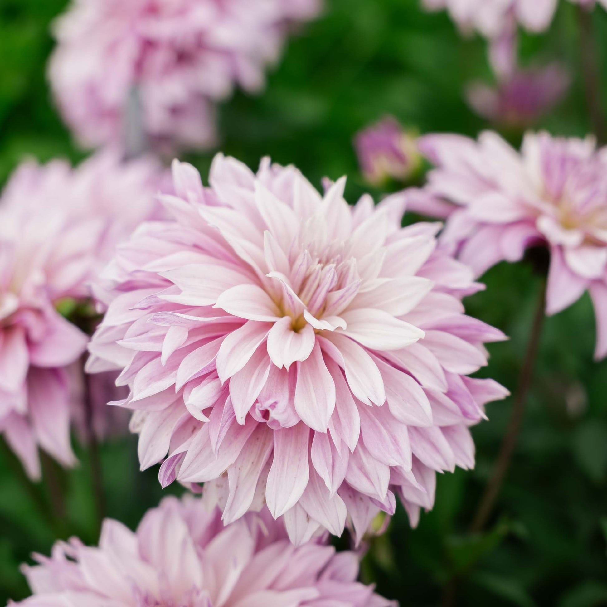 Dahlia 'Labyrinth Twotone'