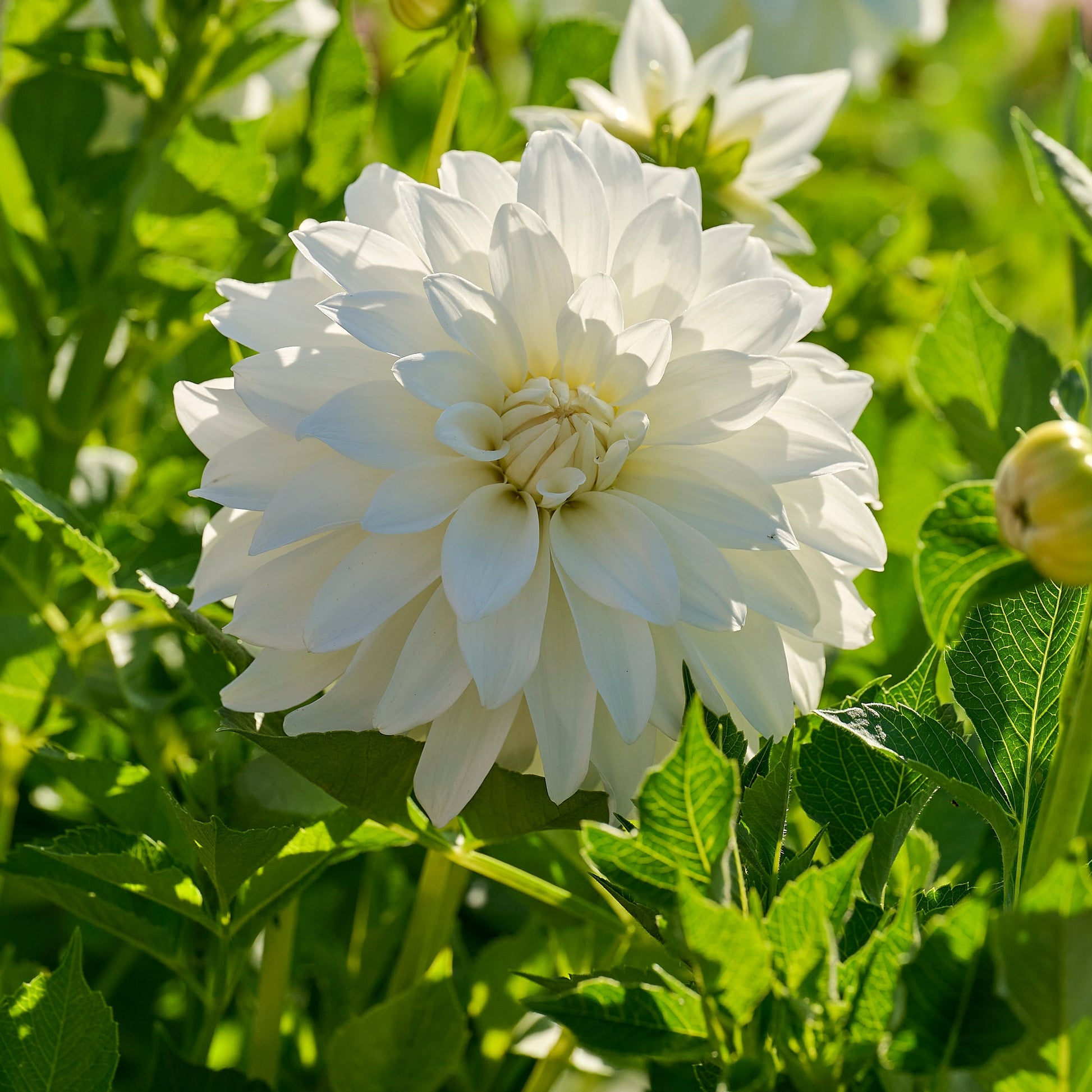 Dahlia 'Lady Liberty'