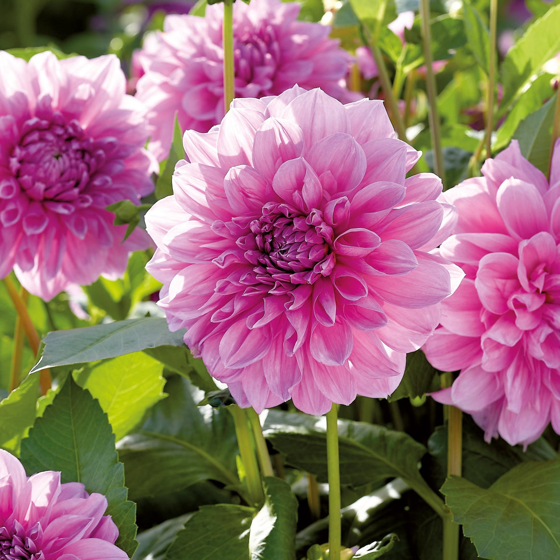 Dahlia 'Lavender Perfection'