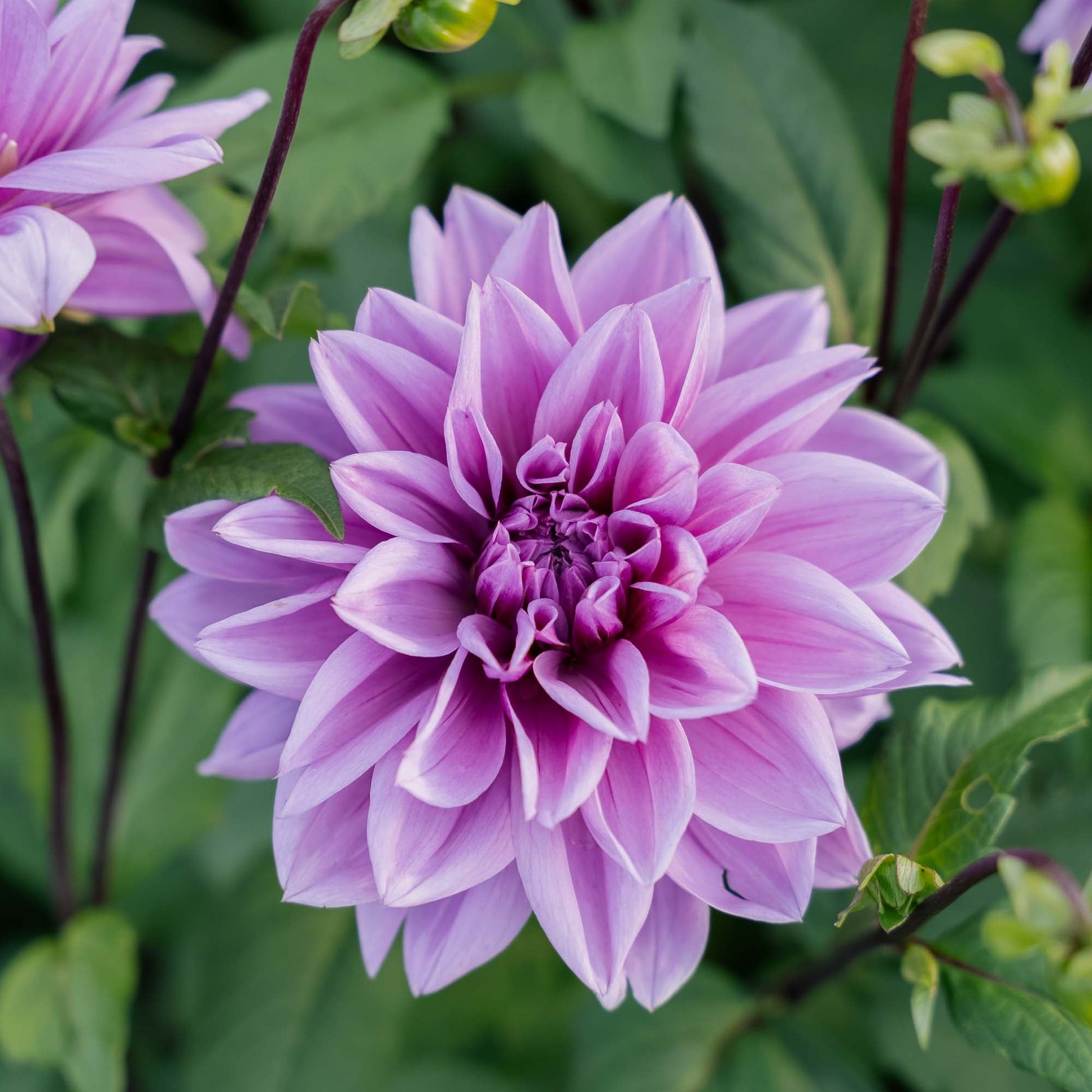 Dahlia 'Lilac Time'