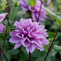 Dahlia 'Lilac Time'