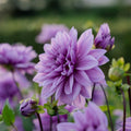 Dahlia 'Lilac Time'