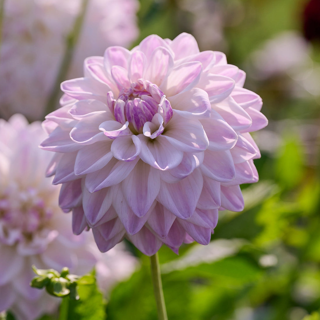 Dahlia 'Mama mia'