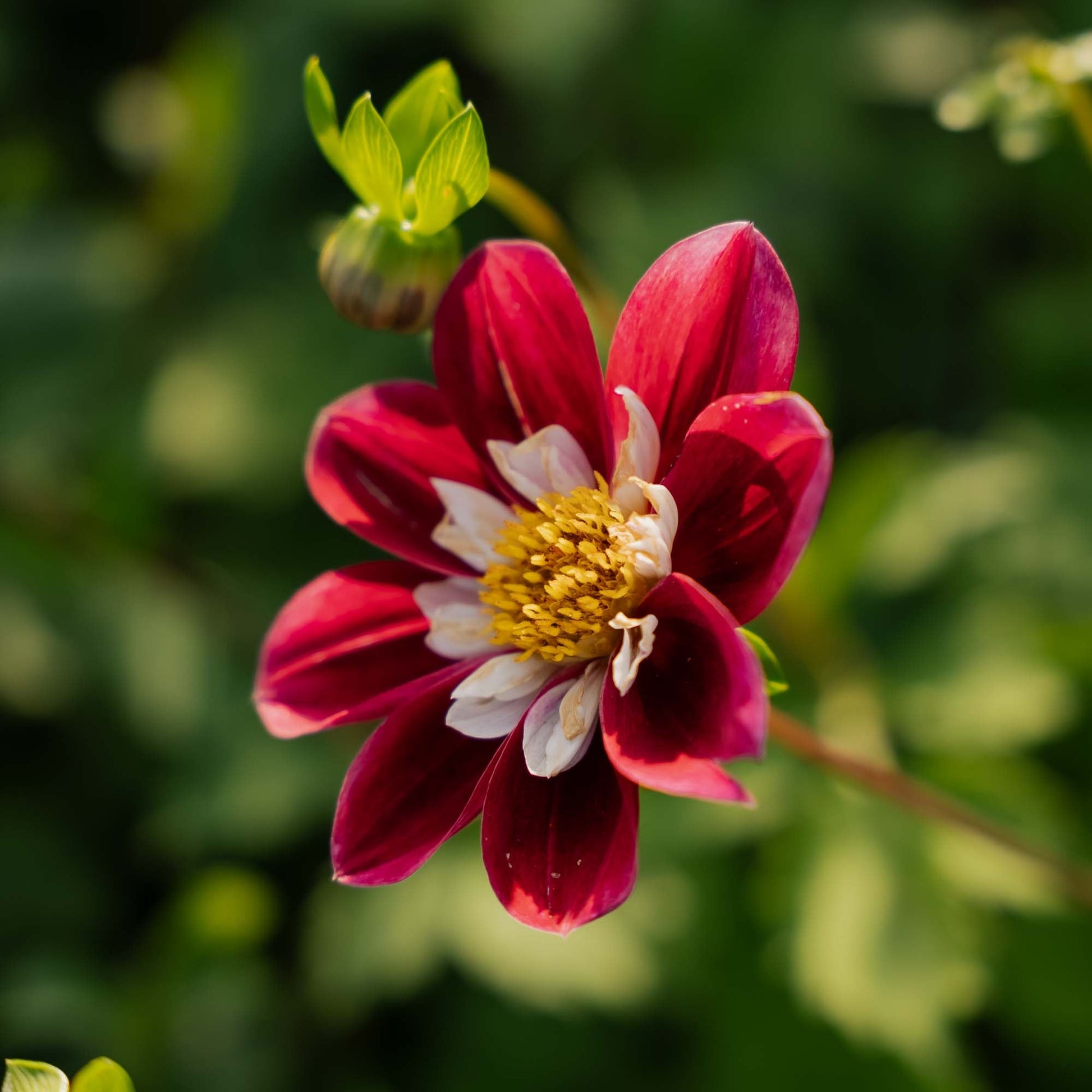 Dahlia 'Mary Evelyn'