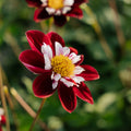 Dahlia 'Mary Evelyn'