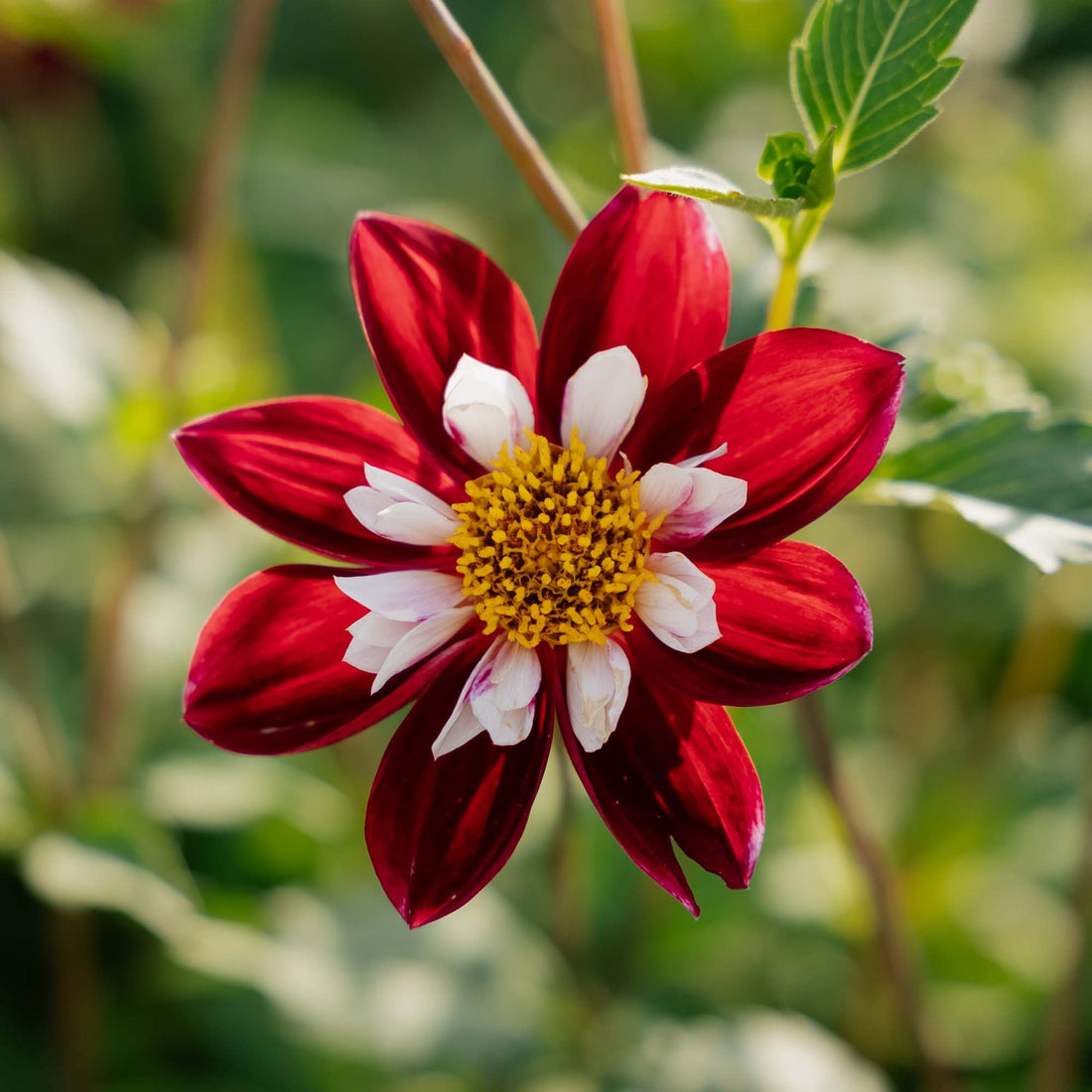 Dahlia 'Mary Evelyn'