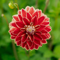 Dahlia 'Maxime'