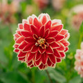 Dahlia 'Maxime'