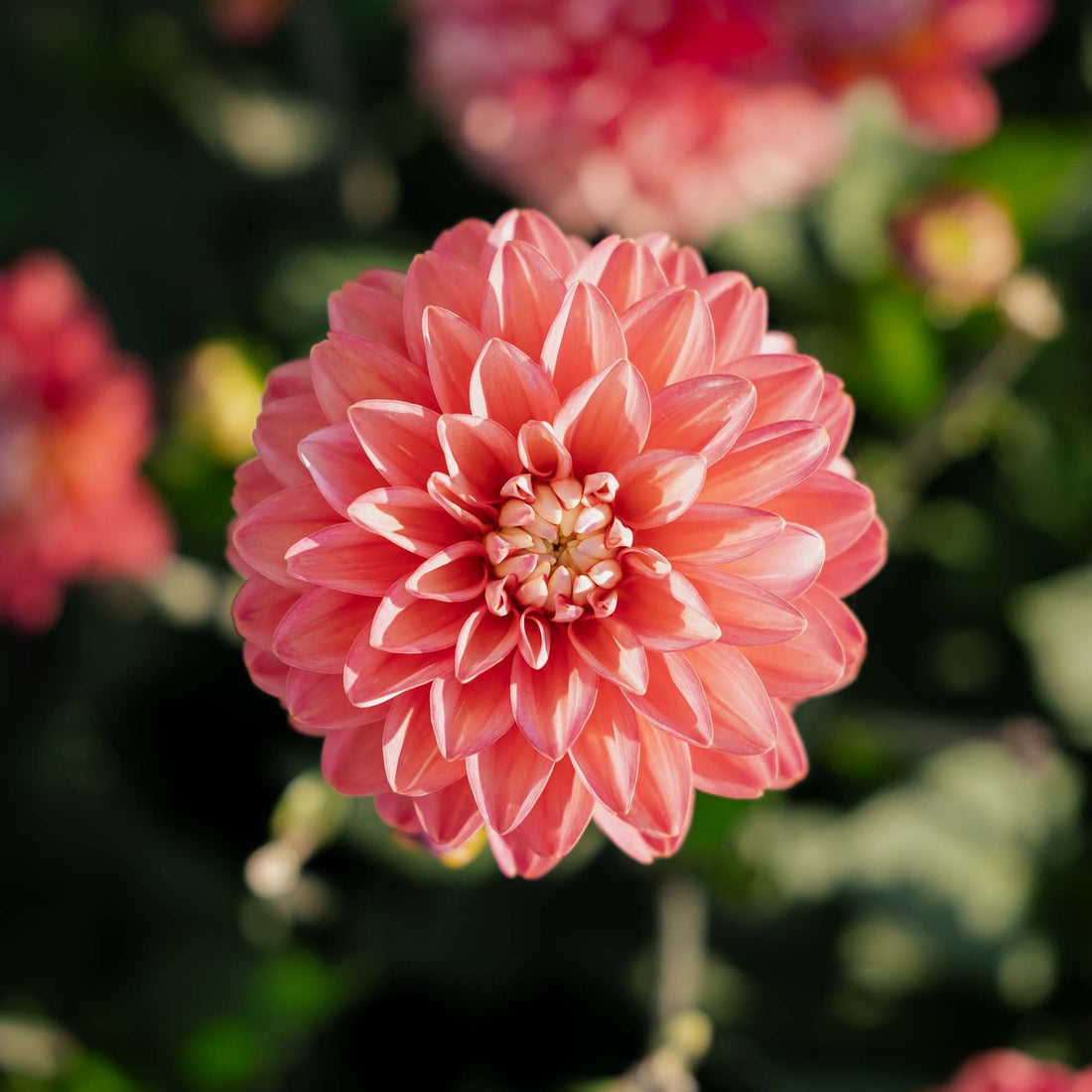 Dahlia 'Melody Allegro'