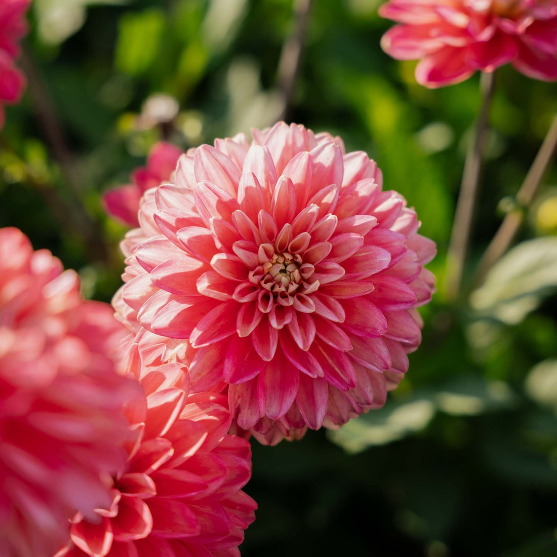 Dahlia 'Melody Allegro'