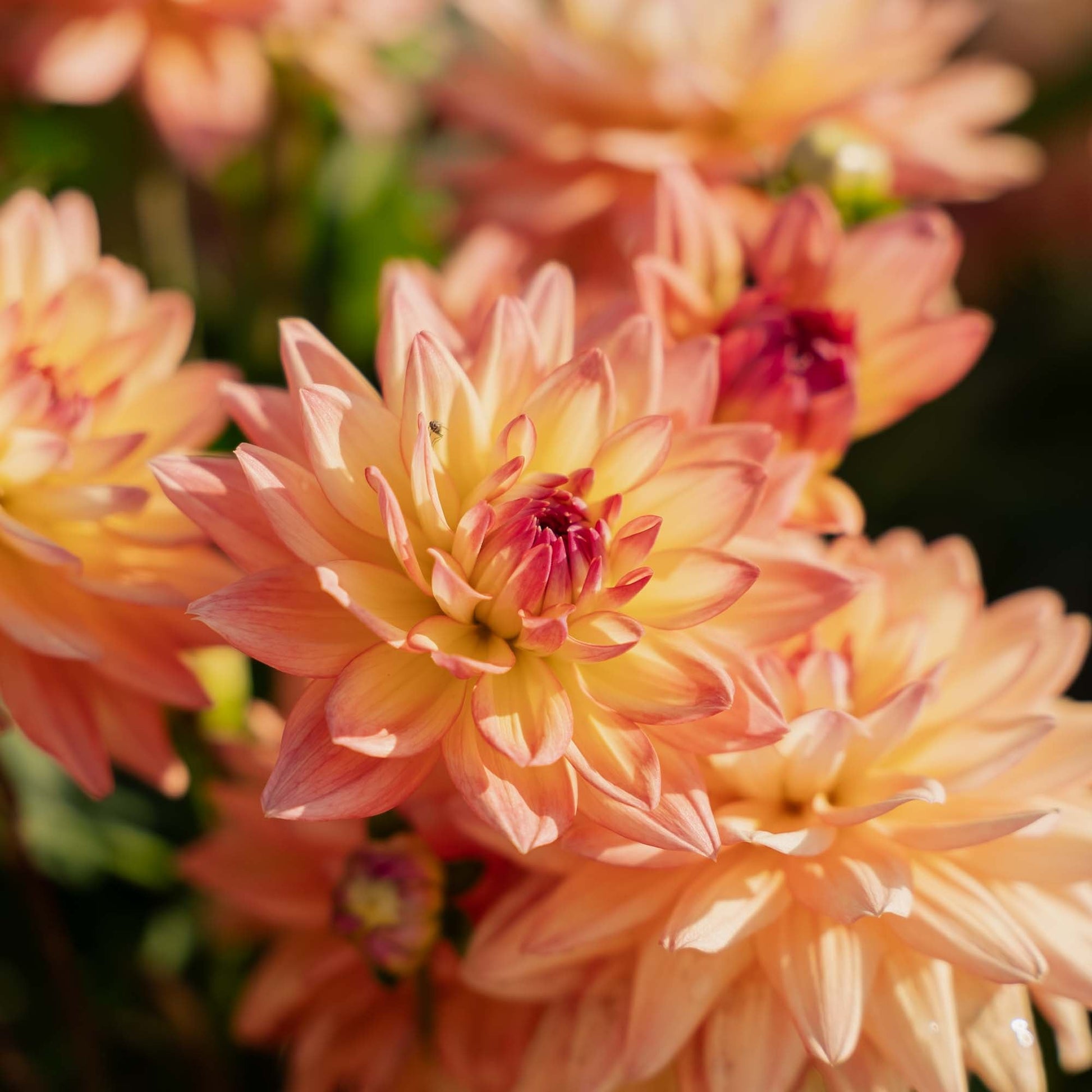 Dahlia 'Melody dora'