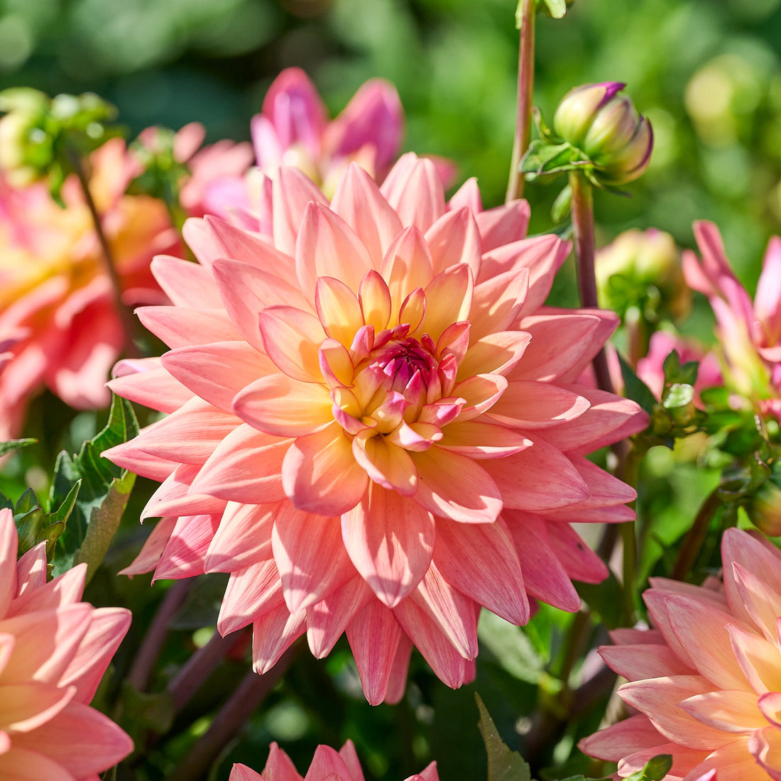 Dahlia 'Melody dora'