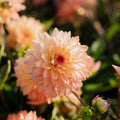 Dahlia 'Melody dora'