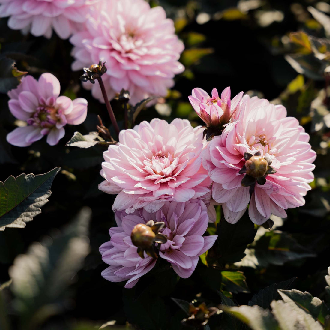 Dahlia 'Melody Harmony'