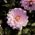 Dahlia 'Melody Harmony'