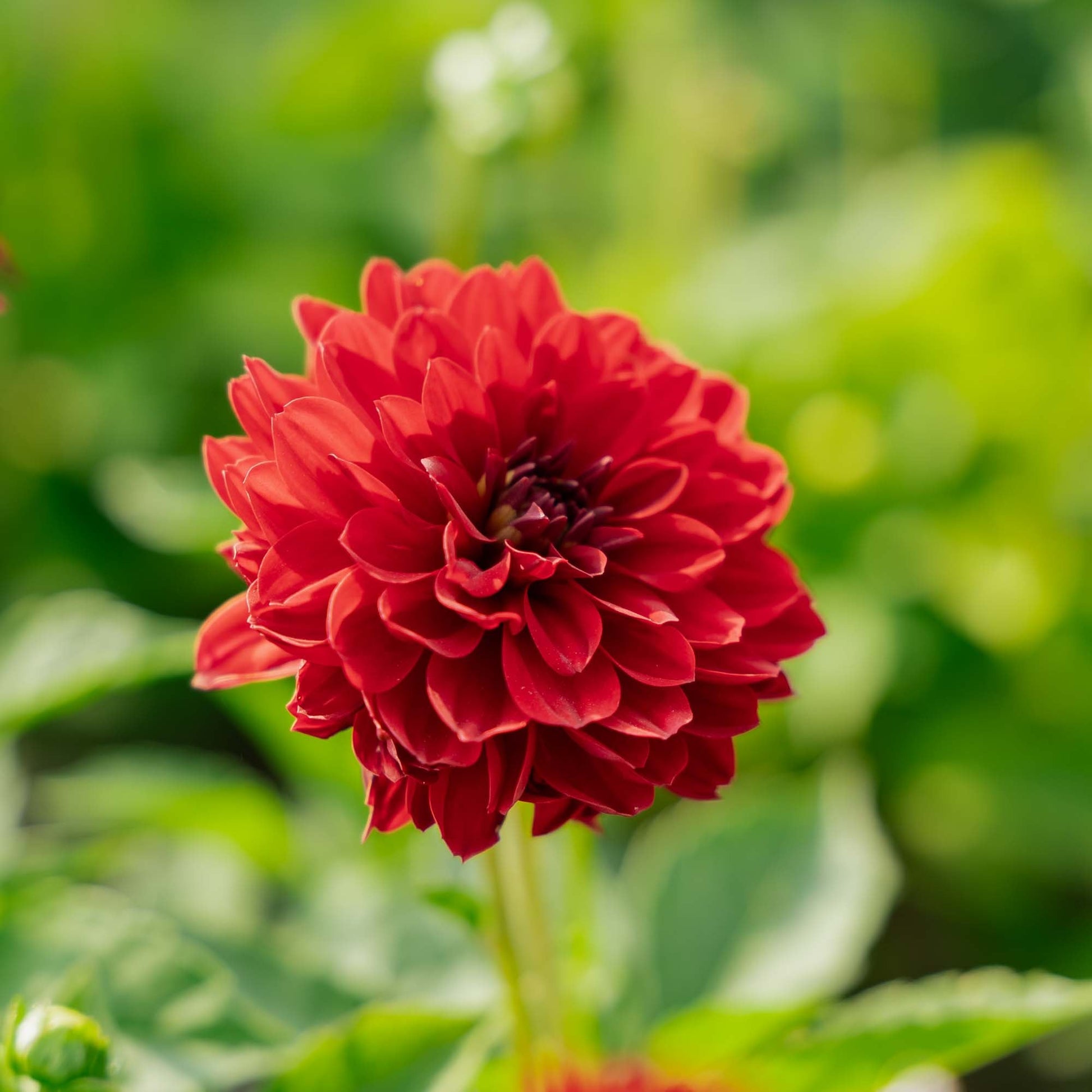 Dahlia 'Melody Mambo'