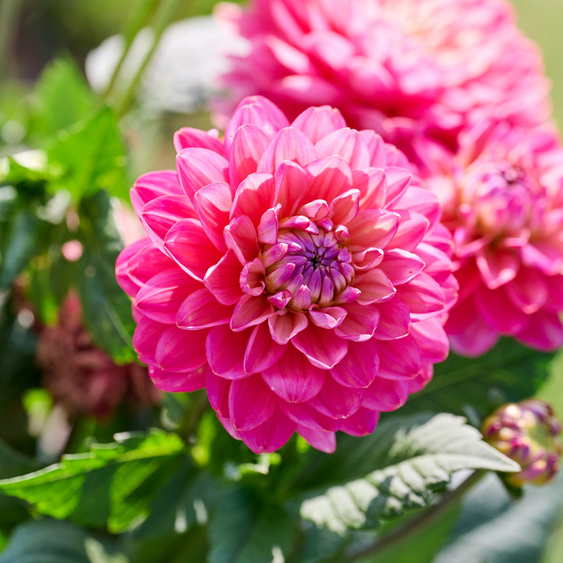 Dahlia 'Melody Pink Allegro'