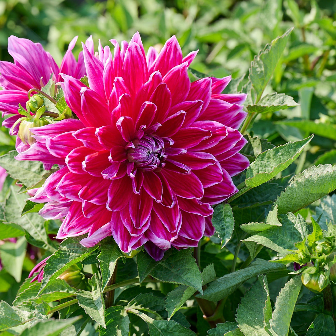 Dahlia 'Mero star'