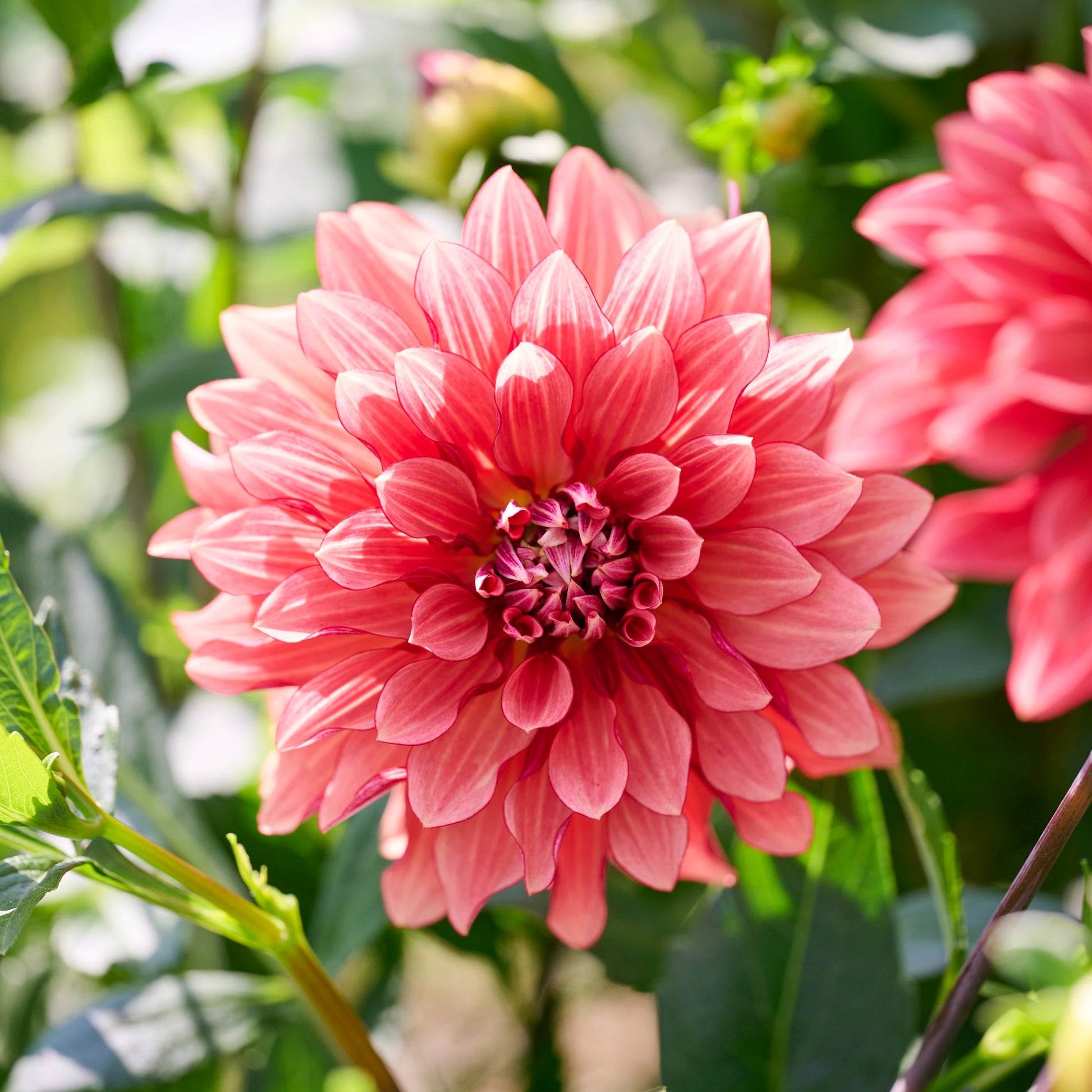 Dahlia 'Miss Brandy'