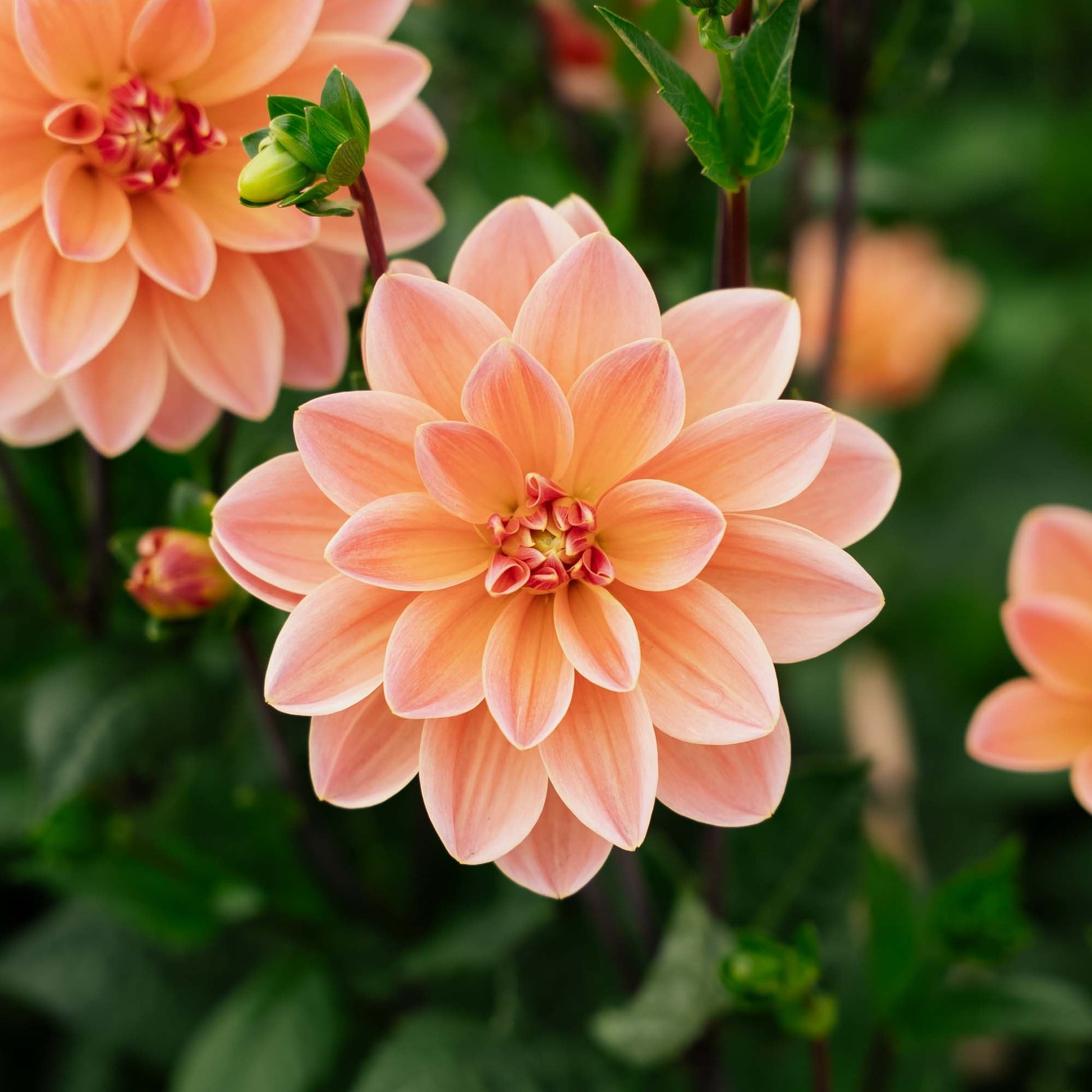 Dahlia 'Mister Frans'