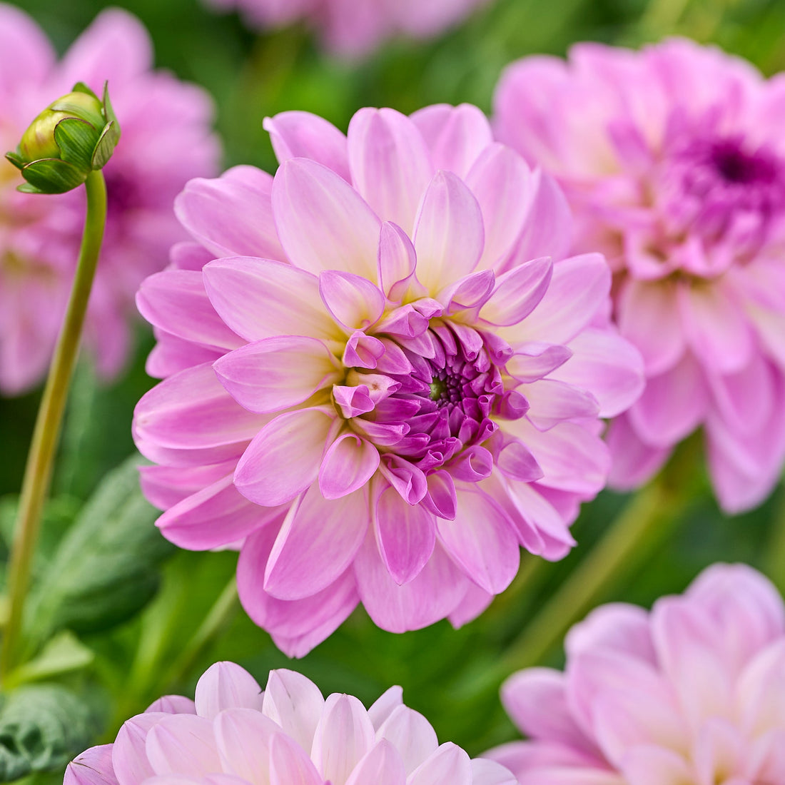 Dahlia mix 'All pink mix'