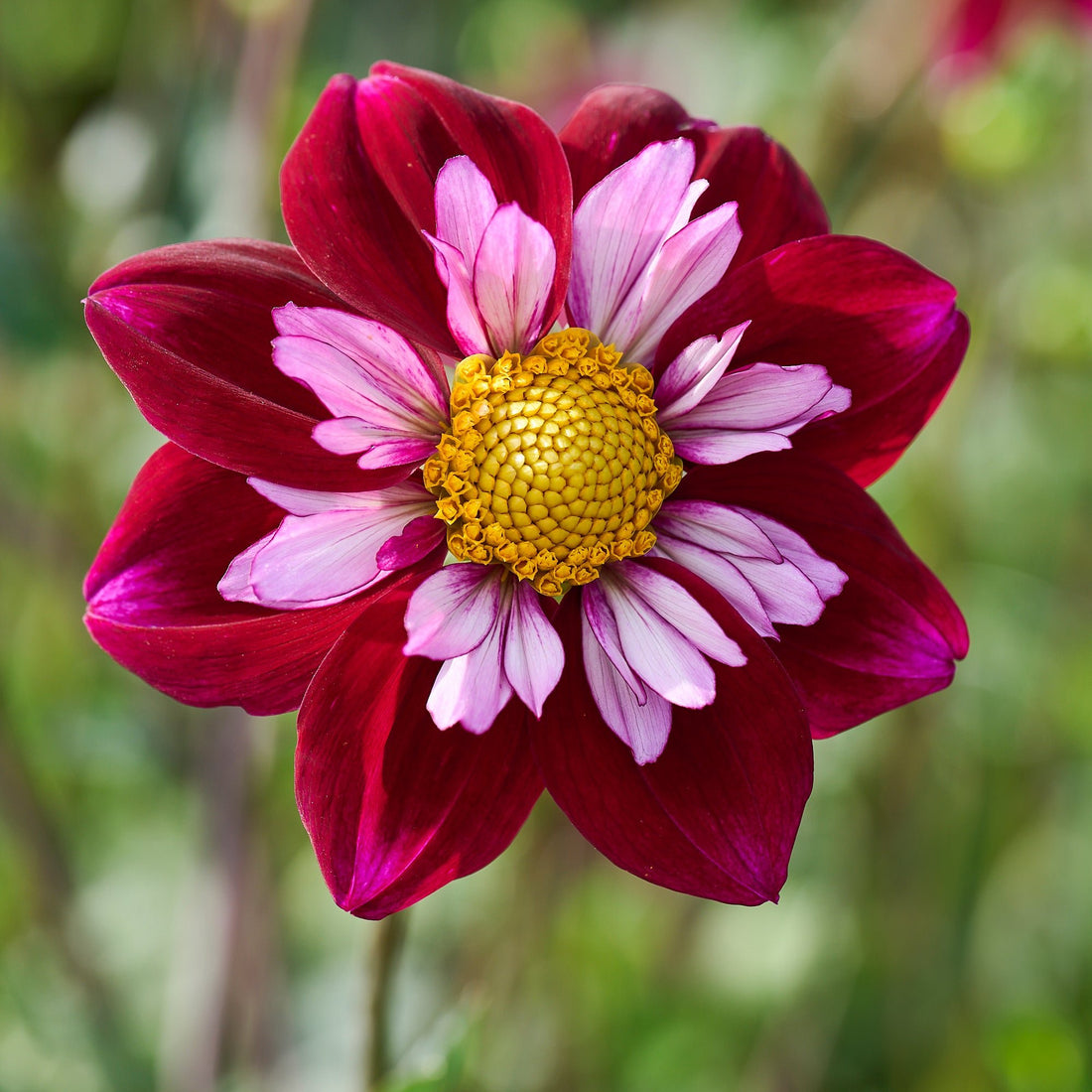 Dahlia mix 'All purple mix'