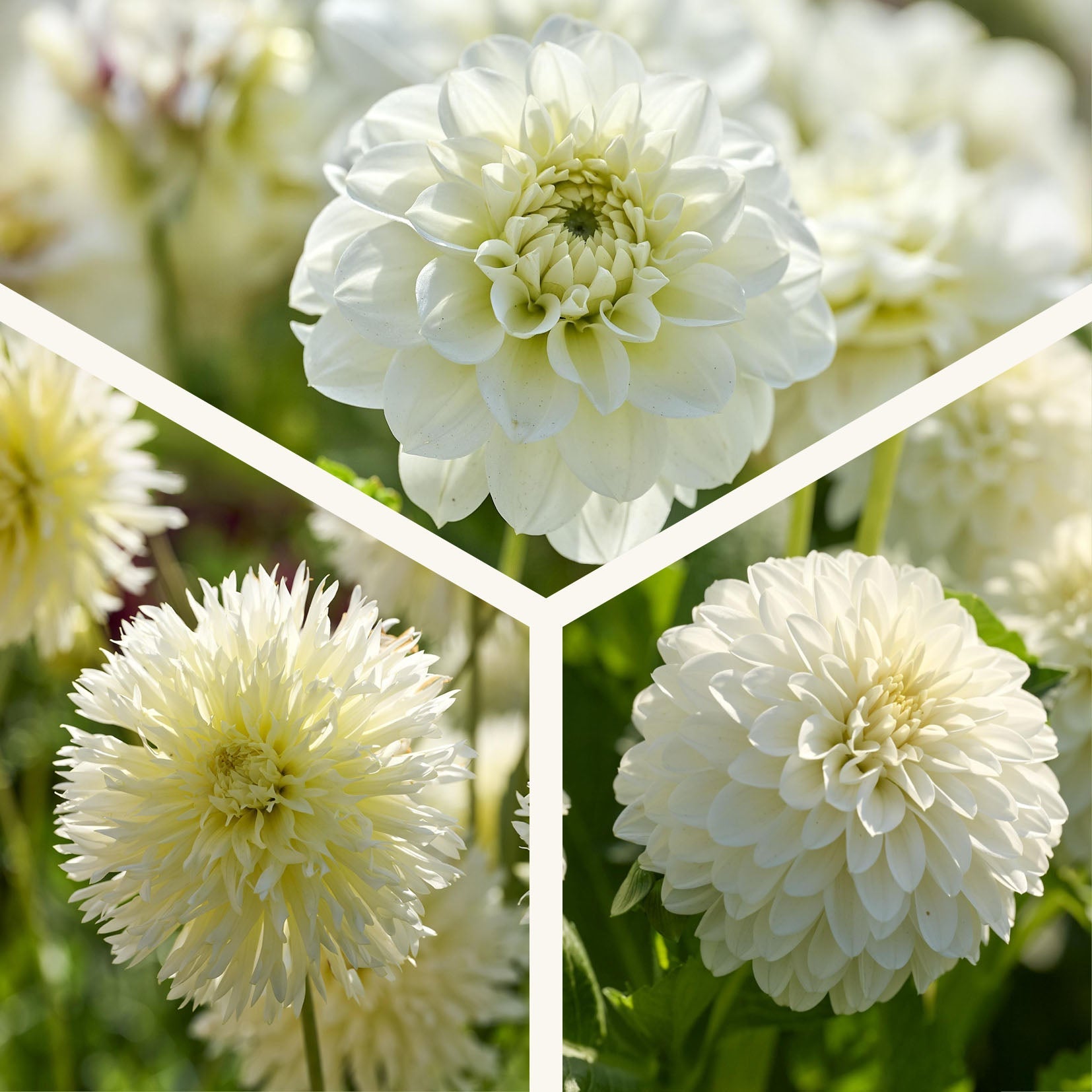 Dahlia mix 'All white mix'