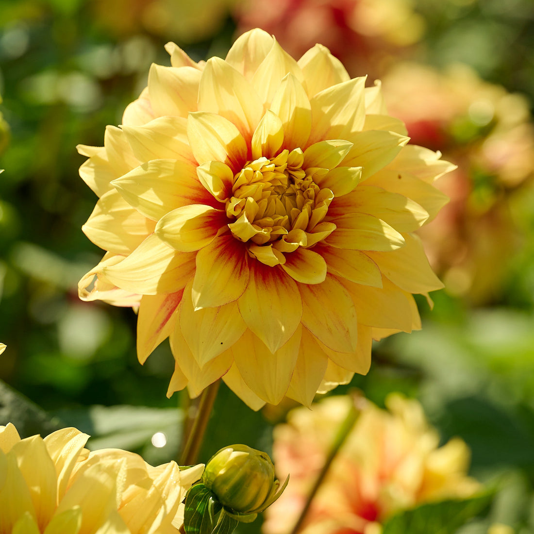 Dahlia mix 'All yellow mix'