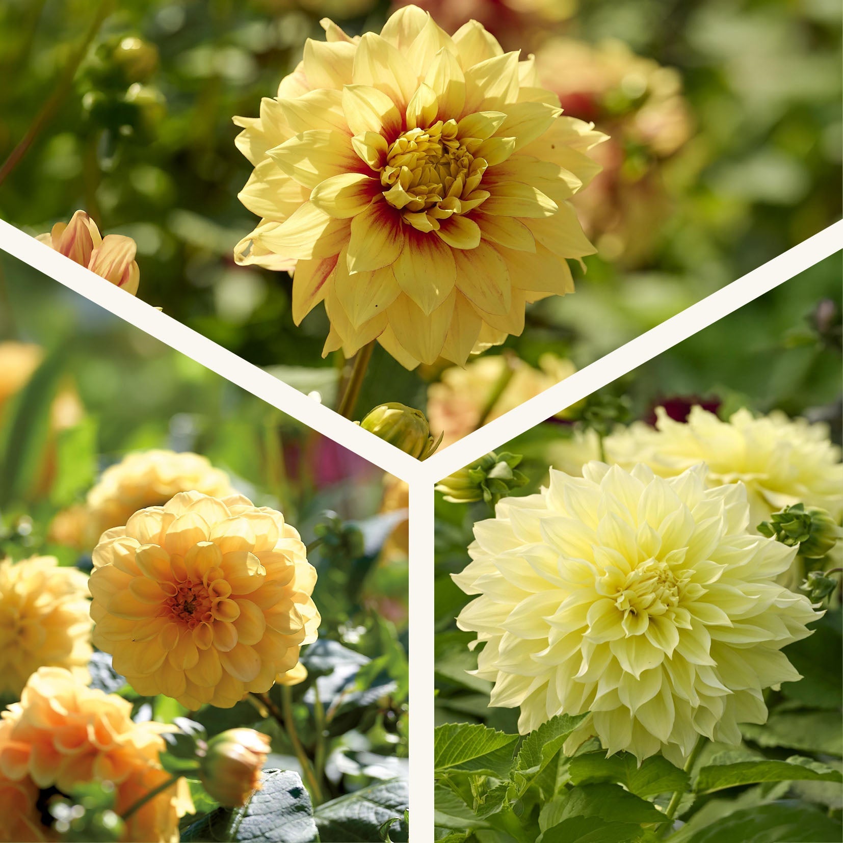 Dahlia mix 'All yellow mix'