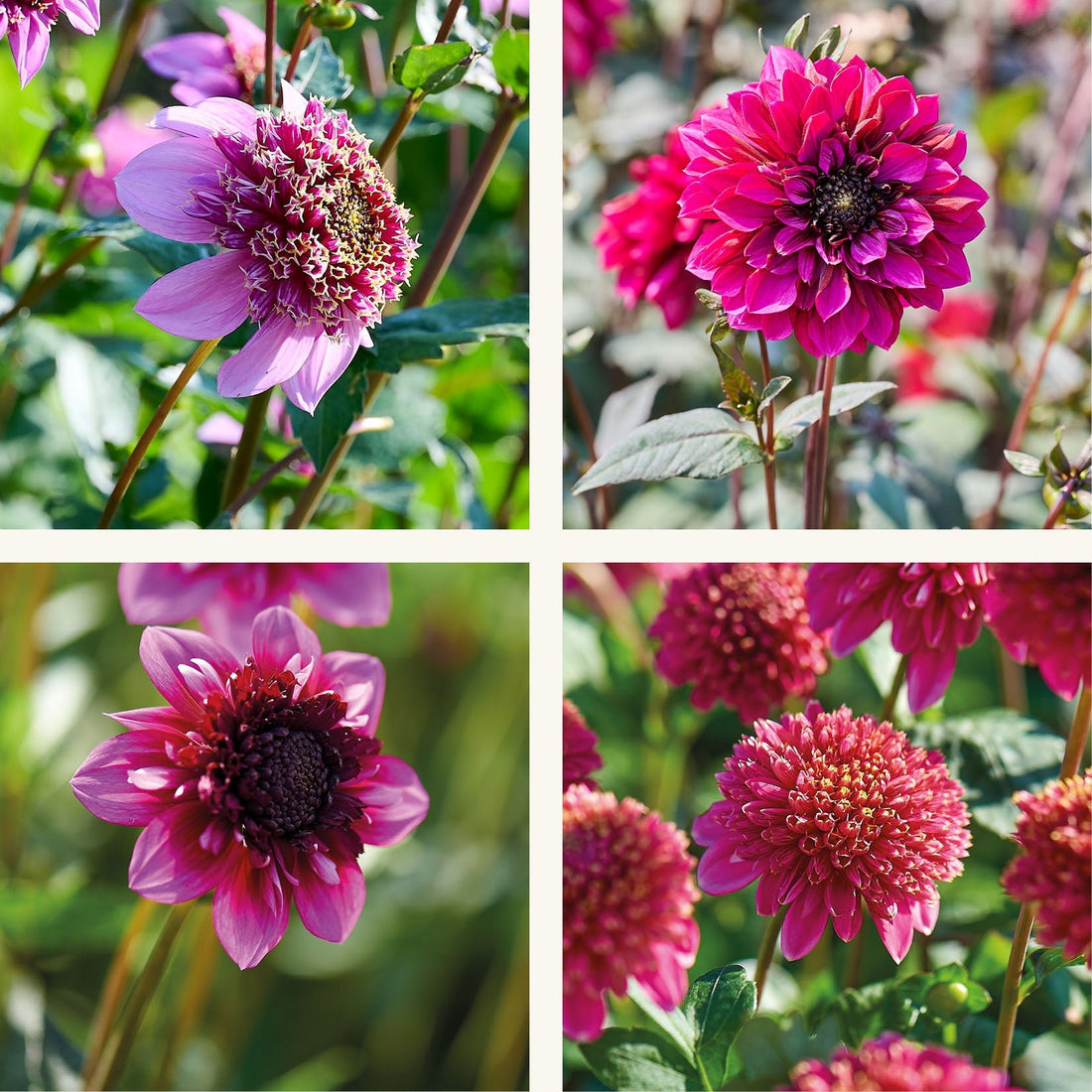 Dahlia mix 'Anemone mix'