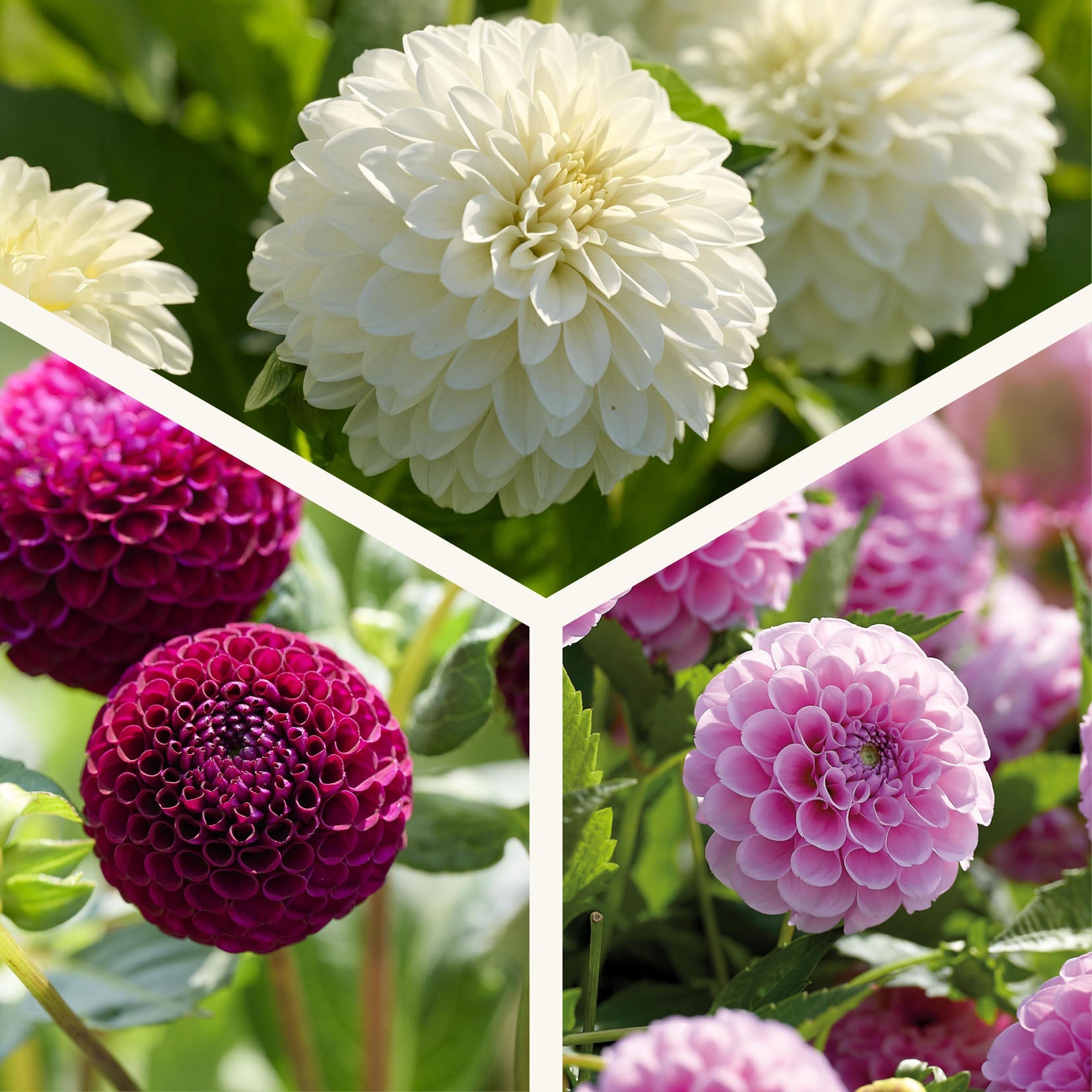 Dahlia mix 'Ball dahlia mix'