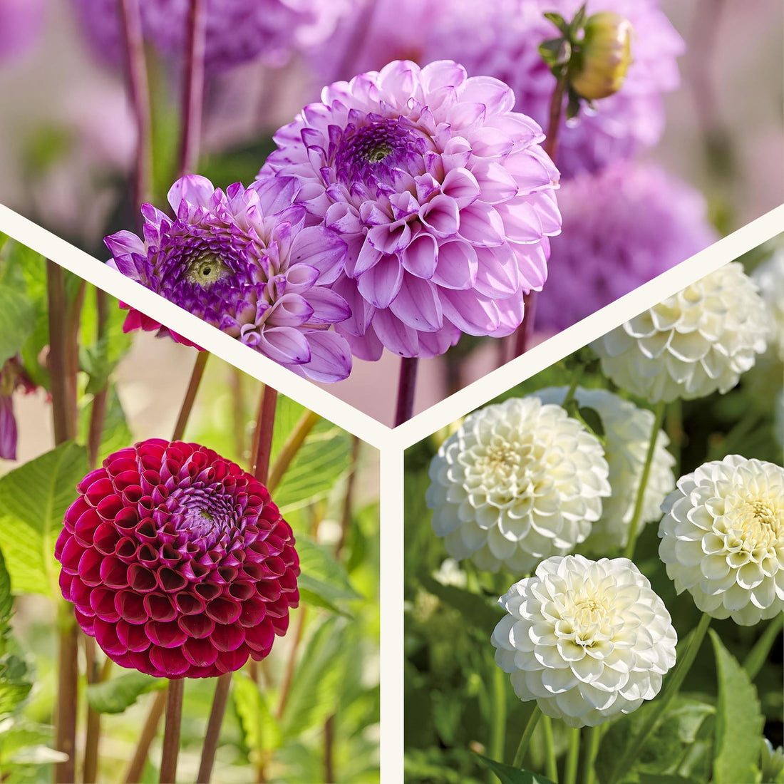 Dahlia mix 'Ball Mix'