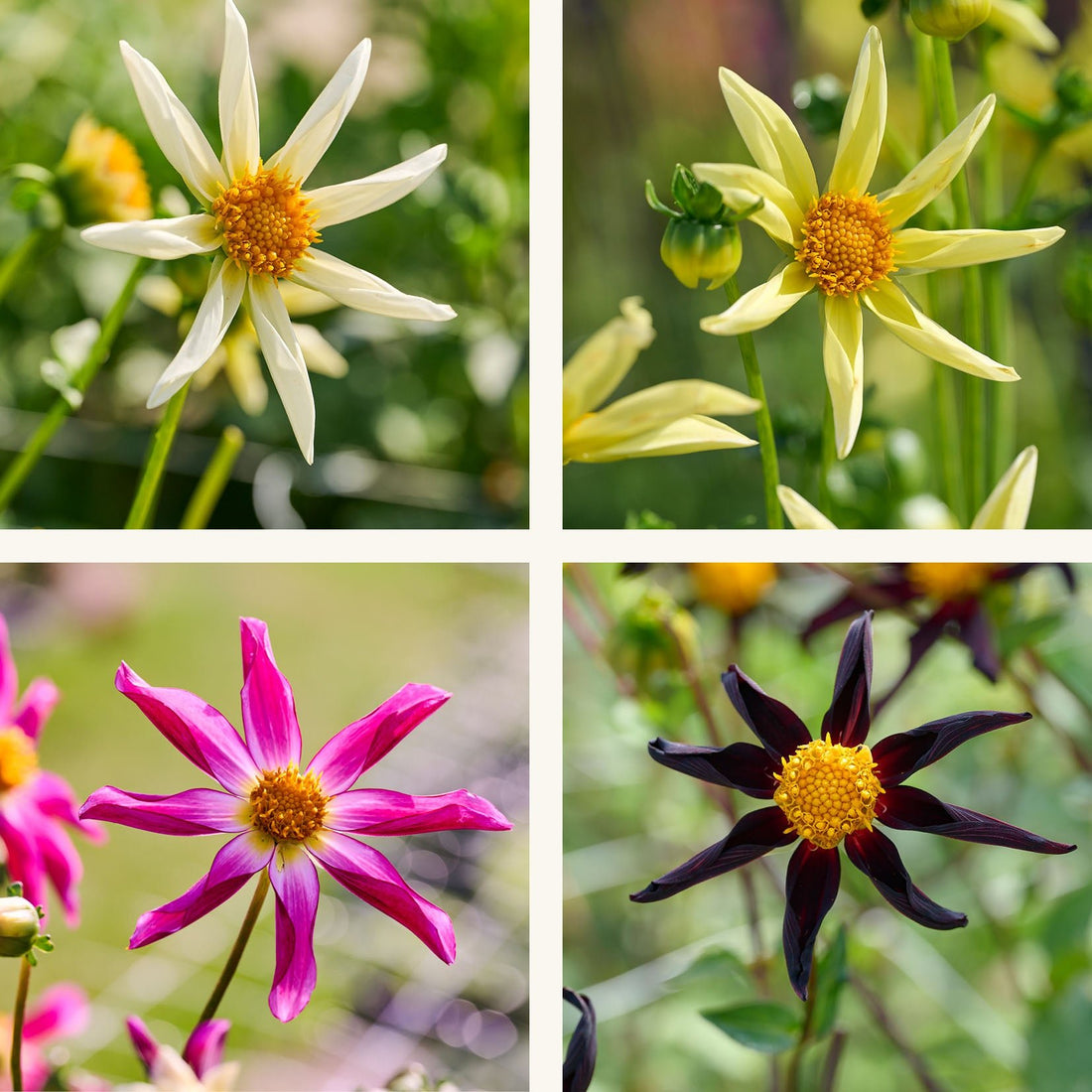 Dahlia mix 'Dahlia Honka mix'