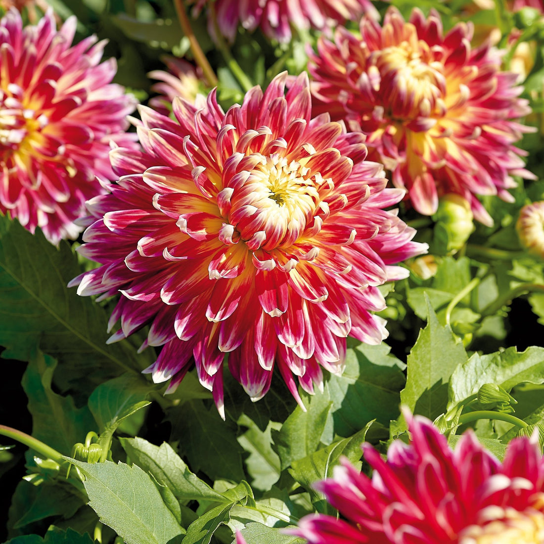 Dahlia mix 'Fire mix'