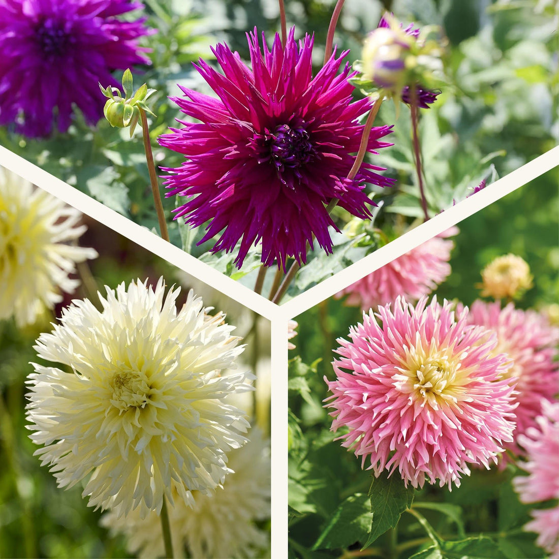 Dahlia mix 'Frimbiata mix'